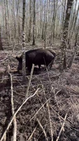 Охота на Кабана