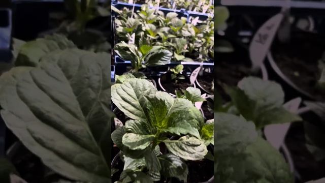 ШЛОСС ВАКЕРБАРТ!Рассаживаю укорененку смотреть онлайн