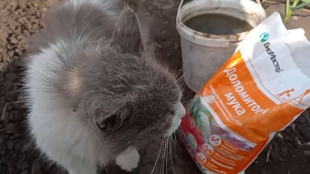 🧄 Перья чеснока больше не пожелтеют, а чеснок будет с кулак. 1 раз внесите это в МАЕ