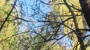 Удивительное 🐦 пернатое - #сойка в 🌳 лесу. Дикие #птиц