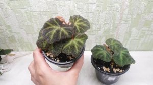 Begonia soli-mutata. Продажа.