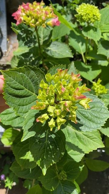 Гортензии крупнолистные саженцы в наличии 8-918-105-60-69 #г? смотреть онлайн