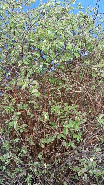 Жимолость опыляют пчелы и шмели смотреть онлайн