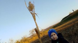 Камыши в Манасе в Кыргызстане.Озеро где водится очень много рыбы
