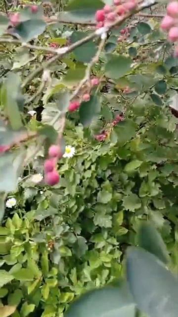 Ирга смотреть онлайн