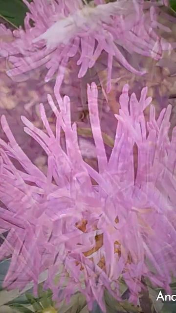 Вот и осень.. Астры.♥️ смотреть онлайн