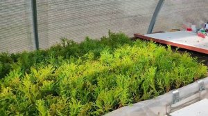 Черенкование туй весной. Часть 2 .Посадили весь Смараг?