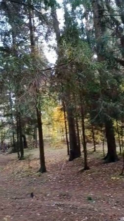 Шалаш в лесу