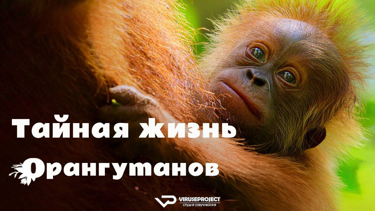 Тайная жизнь орангутанов / 2024, документальный, кино, фильм