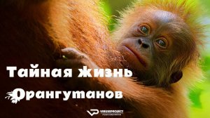 Тайная жизнь орангутанов / 2024, документальный, кино, фильм