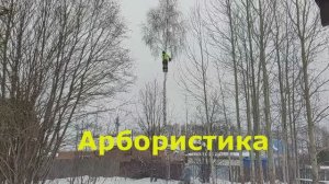 Арбористика простыми словами — это обслуживание и уход за древесными растениями.