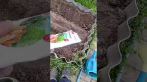 картофель на высоких  грядках