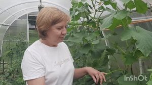 Что я делаю, чтобы быть с огурцами С мая по октябрь.