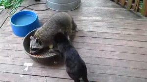 Супер-топ прикол.Енот отбирает еду у кошки.Март 2015.Raccoon unphased by cat smack