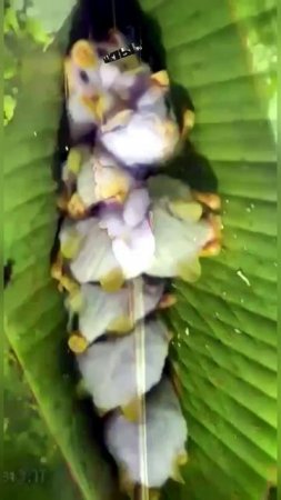 Белый листонос (лат. Ectophylla alba)   (@infackts) #интересно