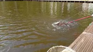 И вновь малина-шартрез. Спорт-зона. Клёвое место Лосиный остров.