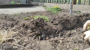 ПИКИРОВКА ДОЛИХОЗА/ПЕРЕСАДКА ЛИЛИЙ