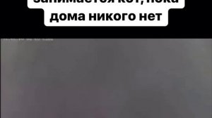 @video_smeshnye (1).mp4