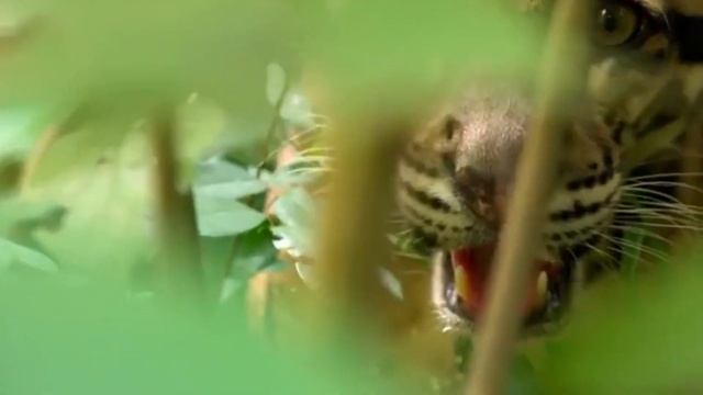 Маленький и Грозный Дикий Кот с Огромными Клыками.... смотреть онлайн