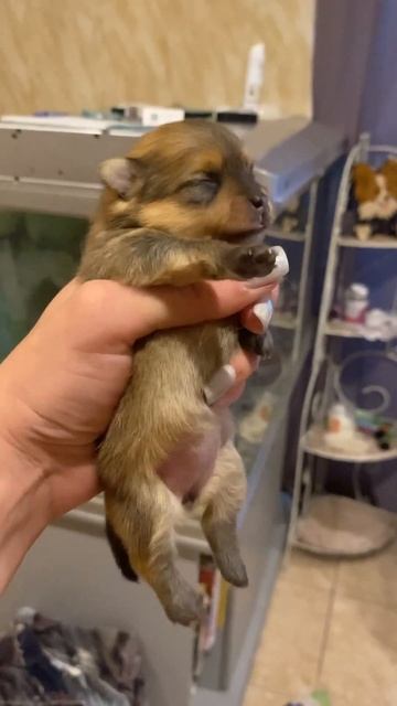 Как хорошо быть маленьким шпицем спишь-ешь☺️ Есть до? смотреть онлайн