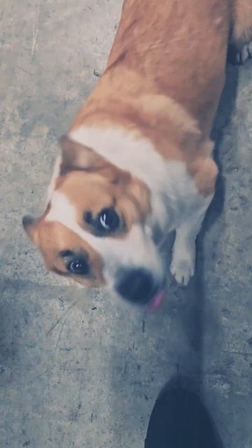 Миша собака из SANDER PERFORMANCE с Марк Ев и Дядя Юра smart dog love # смотреть онлайн