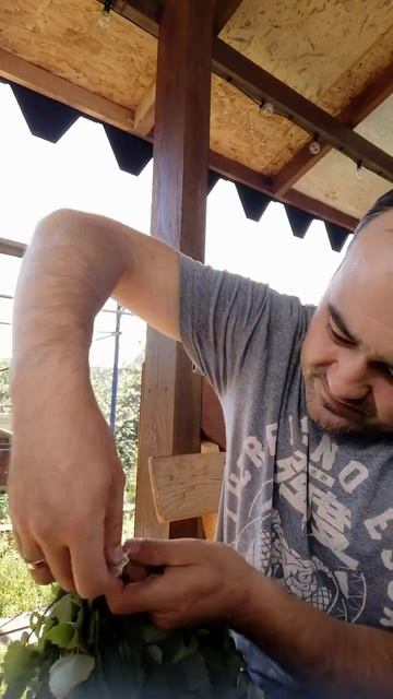 Супер узел, чтобы берёзовый веник не распустился во вр смотреть онлайн