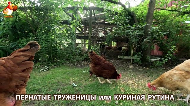 Куры несушки свободного выгула и их обычная куриная рутина – эпизод (270)