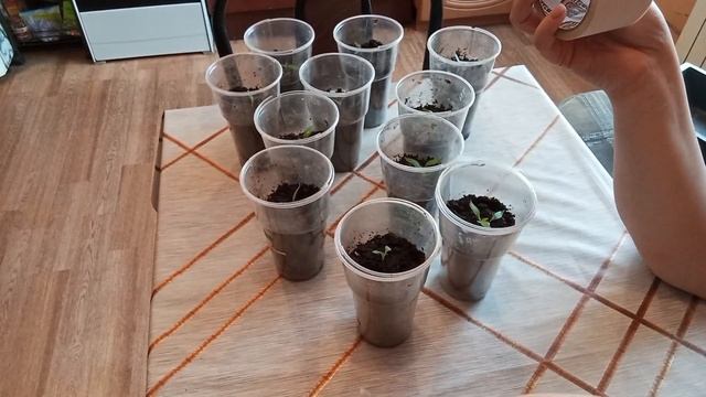 Пикировка болгарского перца!🌶️🌶️🌶️ смотреть онлайн