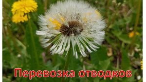 Перевозка отводков