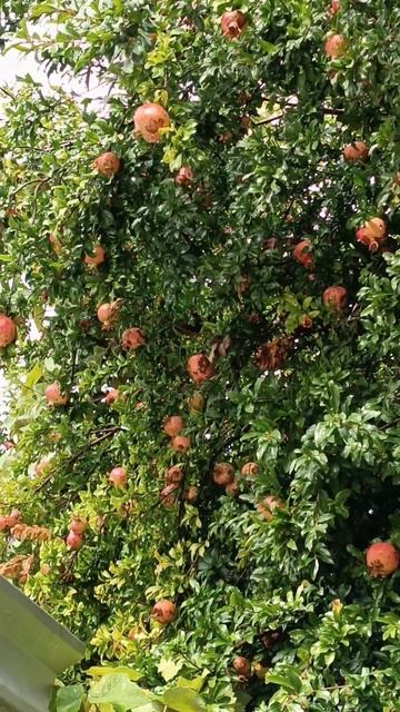 Ожидается неплохой урожай гранат.. смотреть онлайн