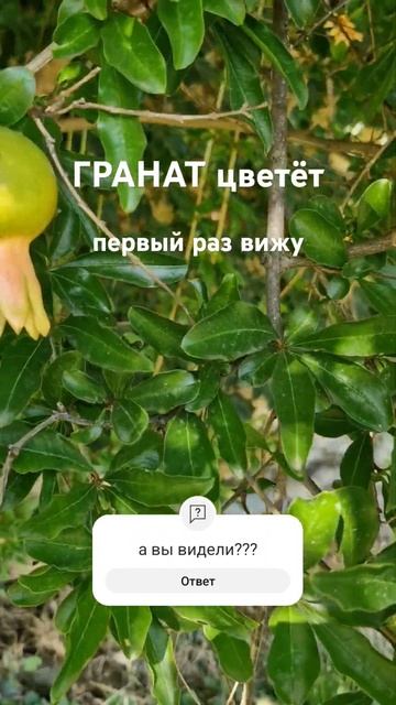 Вот так растет ГРАНАТ смотреть онлайн