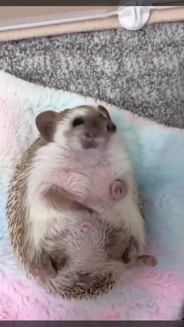 Я:который не ел 2 дня #shorts смотреть онлайн