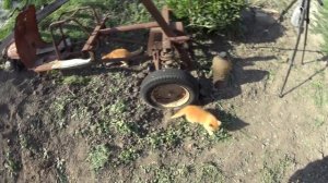 ЖИВЕМ В ДЕРЕВНЕ!!КОТЯТА ОСВАИВАЮТ ТЕРРИТОРИЮ!БОРЕМСЯ С ТРАВОЙ!ОТКРЫЛ СКВАЖИНУ,ПОДСОЕДИНИЛ ГУСАКА!!