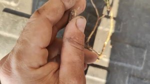 ВЬЮНОК | месяц после обработки ГЛИФОСАТОМ и ДИКАМБА