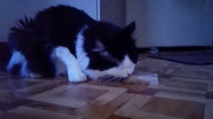 кот Кузя.