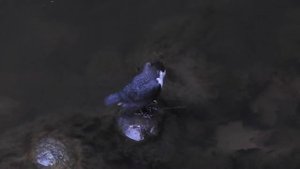 Обыкновенная оляпка: водяной дрозд