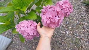Самый "древний" сорт крупнолистной гортензии🌺🌺🌺 ИД