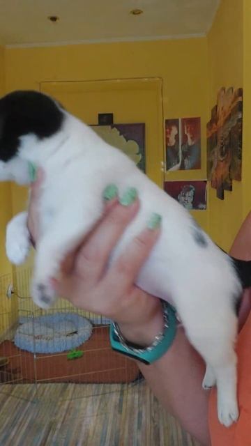 Рябина Русская Душа #ПРОДАЖА #чихуахуа питомник Кастр смотреть онлайн