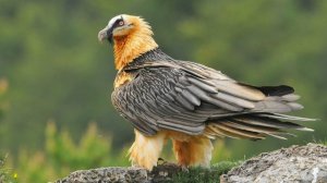 О редких животных мира: Бородач или Орел-ягнятник