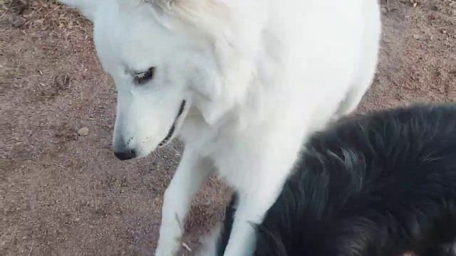 аусси бесится с собаками без поводка/собака упала в канаву/(аусси Рунни) смотреть онлайн