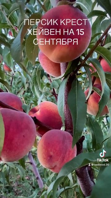 ФЕРМЕР ПРОДУКЦИЯ И САЖЕНЦЫ ОПТ И РОЗНИЦА смотреть онлайн