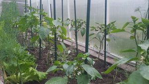 Обзор моих перцев 6 июня.