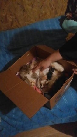 Новые котята