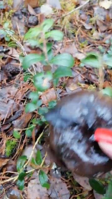 10 ноября, грибы есть#short смотреть онлайн