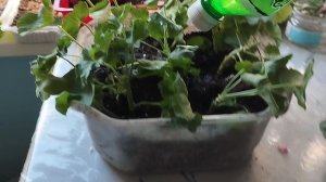 Укоренение герани.