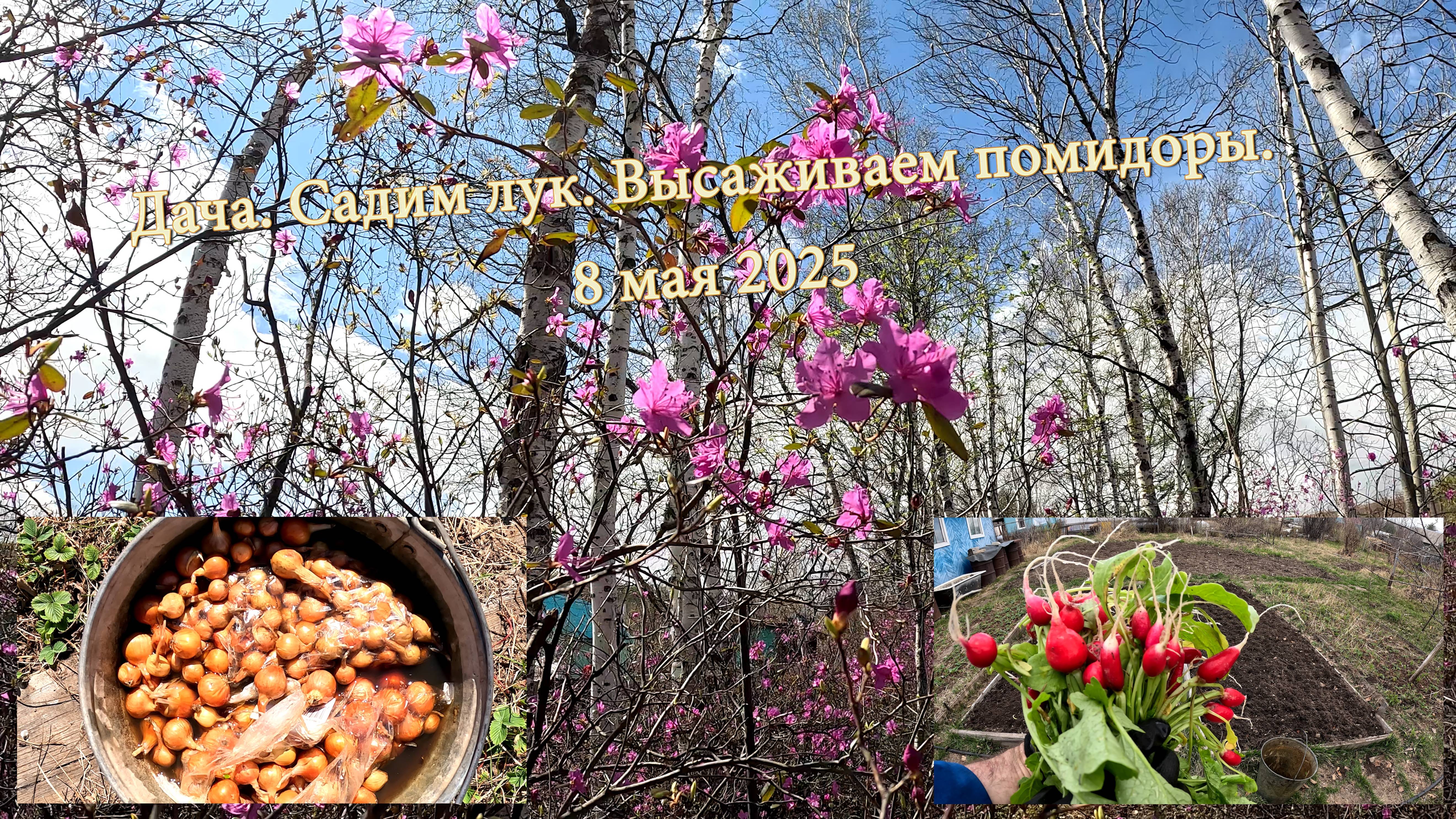 Дача. Садим лук, высаживаем помидоры. 8 мая 2025