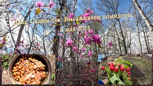 Дача. Садим лук, высаживаем помидоры. 8 мая 2025