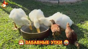Забавные утки мускусные и пекинские на свободном выгуле ч.(6) ❣️🤗😂