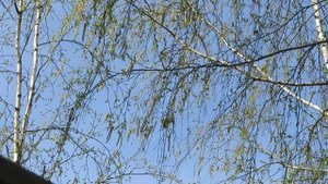 Весенние перевертыши