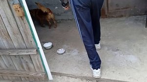 Соболь-баловник!🐶🦮🐕